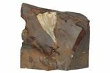 Fossil Ginkgo Leaf From North Dakota - Paleocene #188661-1